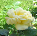 rosegelb rosegelb